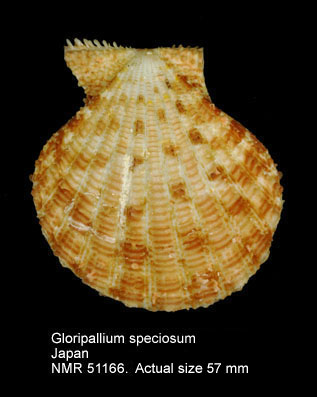 Gloripallium pallium speciosum.jpg - Gloripallium speciosum(Reeve,1853)
